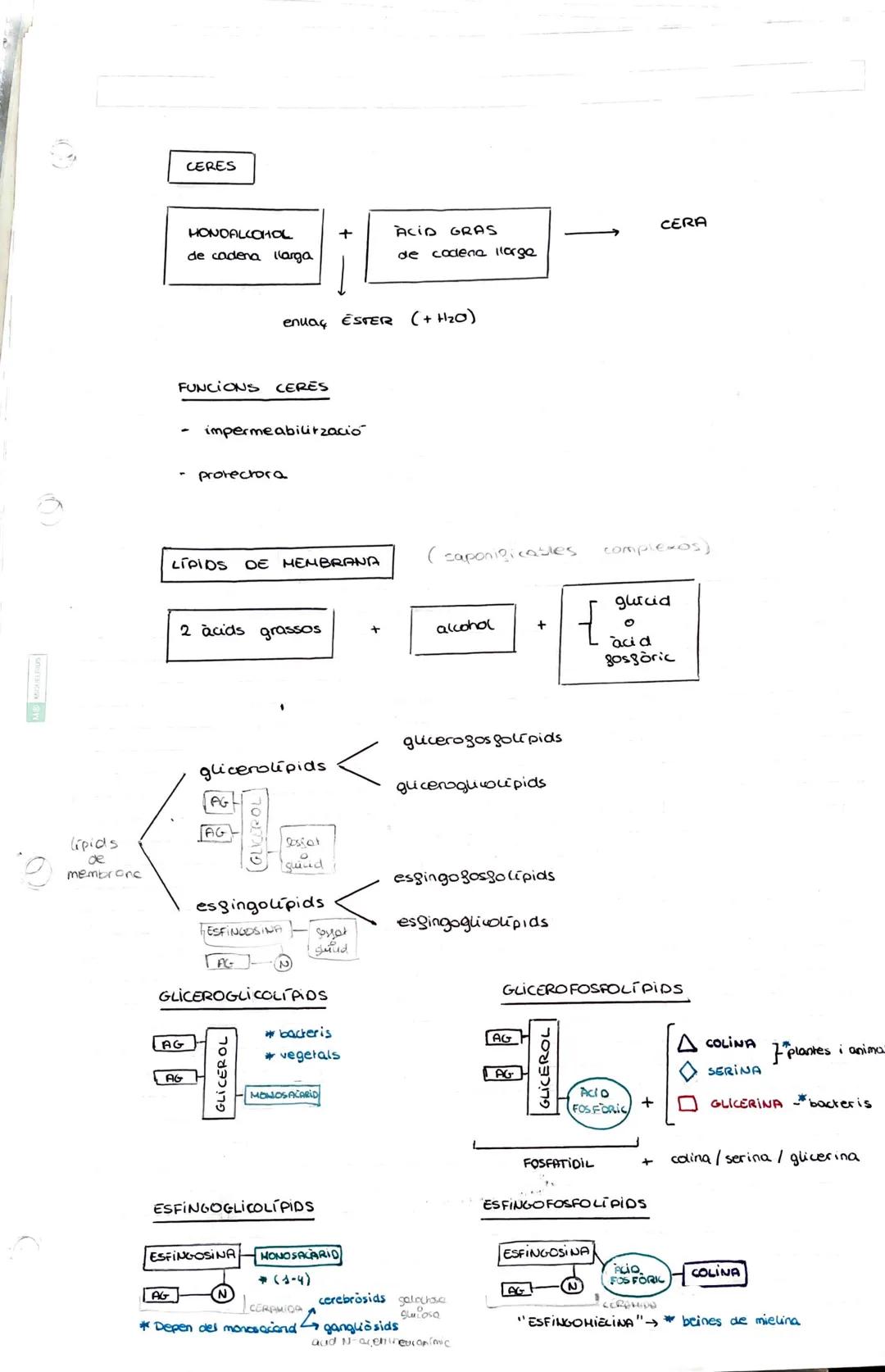 # 3 - ELS LÍPIOS

ELS LIPIOS

*   substàncies de composició química extremadament variable.

*   insolubles en aigua → solubles en dissolven