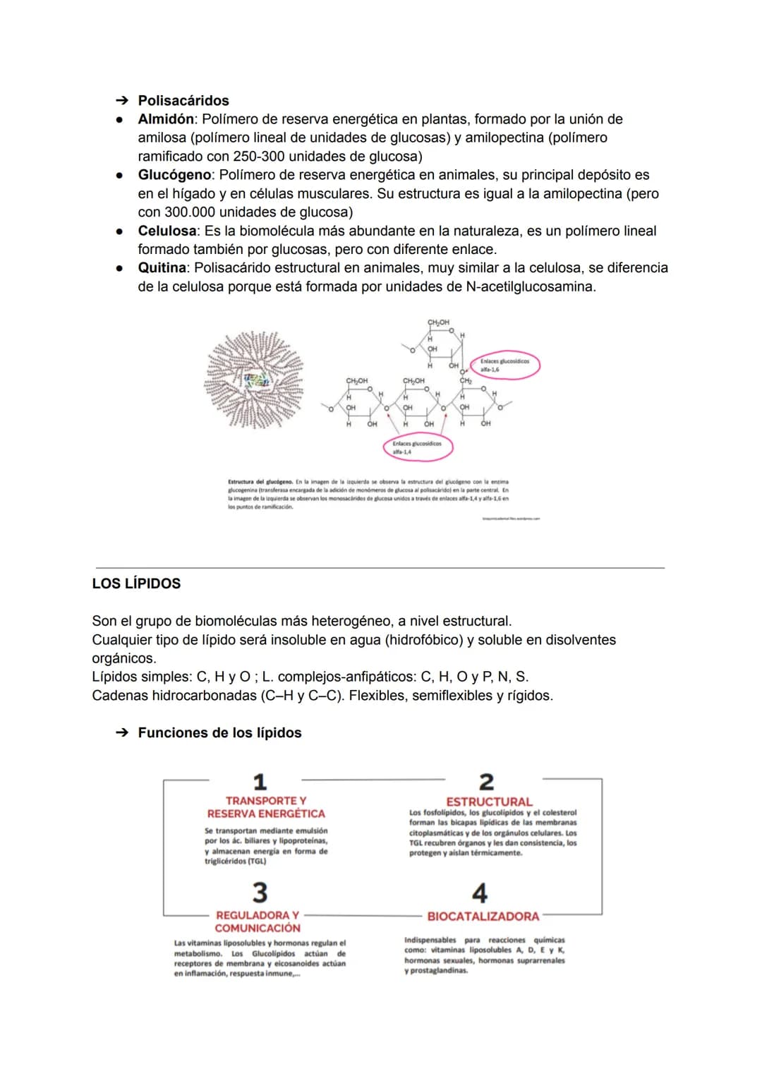 TEMA 3: BIOMOLÉCULAS
Las biomoléculas están formadas por unión de bioelementos
Biomoléculas orgánicas: exclusivas de seres vivos
● Biomolécu