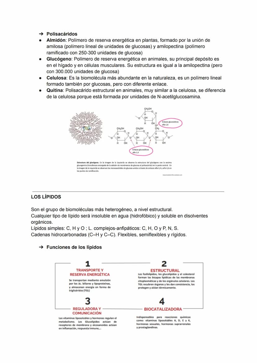 TEMA 3: BIOMOLÉCULAS
Las biomoléculas están formadas por unión de bioelementos
Biomoléculas orgánicas: exclusivas de seres vivos
● Biomolécu