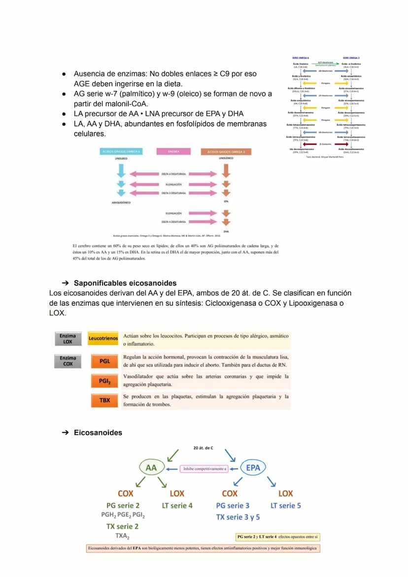 TEMA 3: BIOMOLÉCULAS
Las biomoléculas están formadas por unión de bioelementos
Biomoléculas orgánicas: exclusivas de seres vivos
● Biomolécu