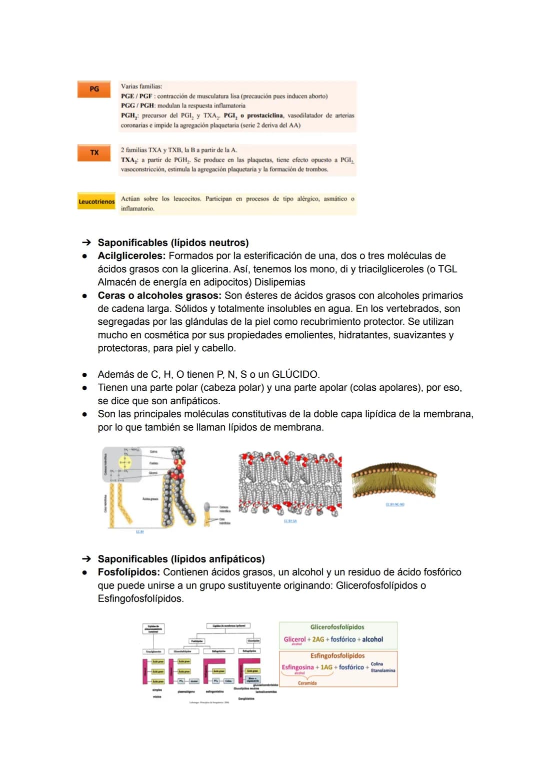 TEMA 3: BIOMOLÉCULAS
Las biomoléculas están formadas por unión de bioelementos
Biomoléculas orgánicas: exclusivas de seres vivos
● Biomolécu