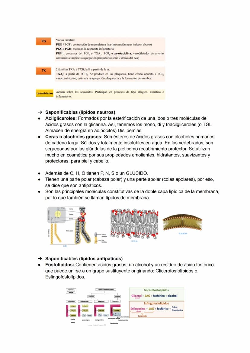 TEMA 3: BIOMOLÉCULAS
Las biomoléculas están formadas por unión de bioelementos
Biomoléculas orgánicas: exclusivas de seres vivos
● Biomolécu