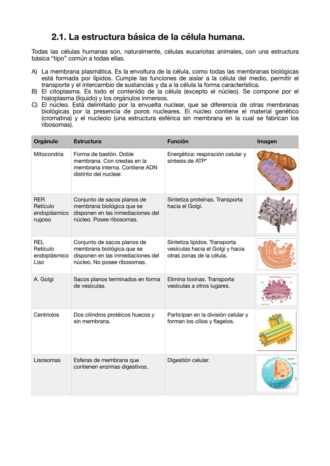 UD 1 Organización
cuerpo humano
1. Los niveles de organización.
1. 1. Los seres vivos.
La definición de la vida es un debate antiguo en Biol