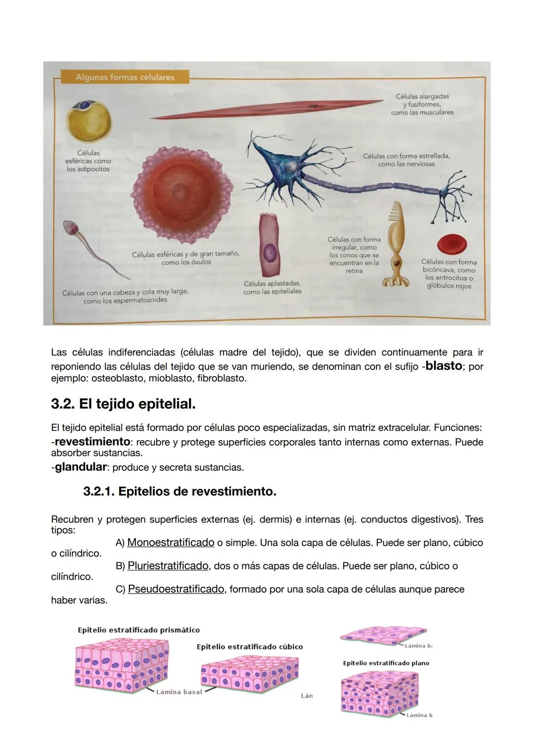 UD 1 Organización
cuerpo humano
1. Los niveles de organización.
1. 1. Los seres vivos.
La definición de la vida es un debate antiguo en Biol