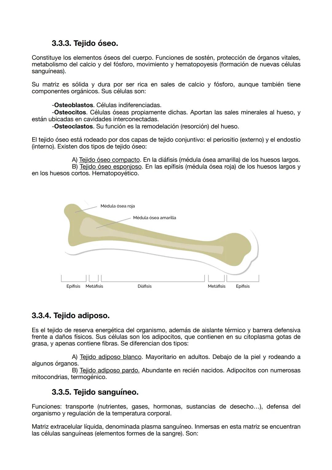 UD 1 Organización
cuerpo humano
1. Los niveles de organización.
1. 1. Los seres vivos.
La definición de la vida es un debate antiguo en Biol