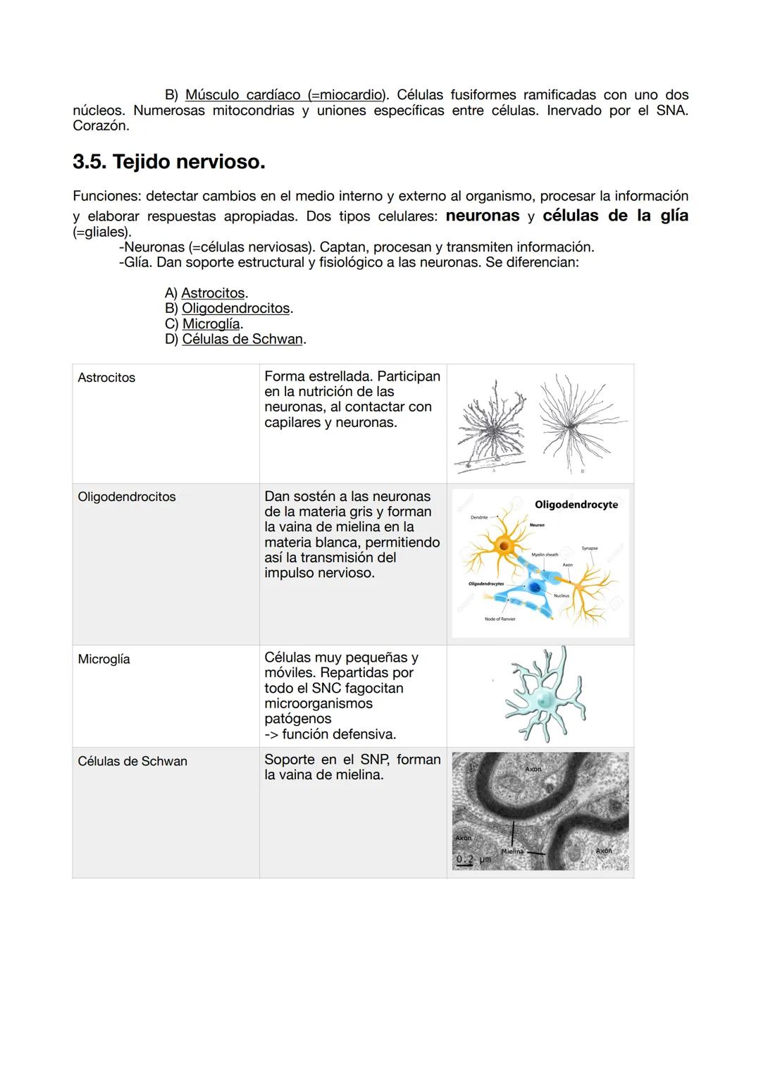 UD 1 Organización
cuerpo humano
1. Los niveles de organización.
1. 1. Los seres vivos.
La definición de la vida es un debate antiguo en Biol