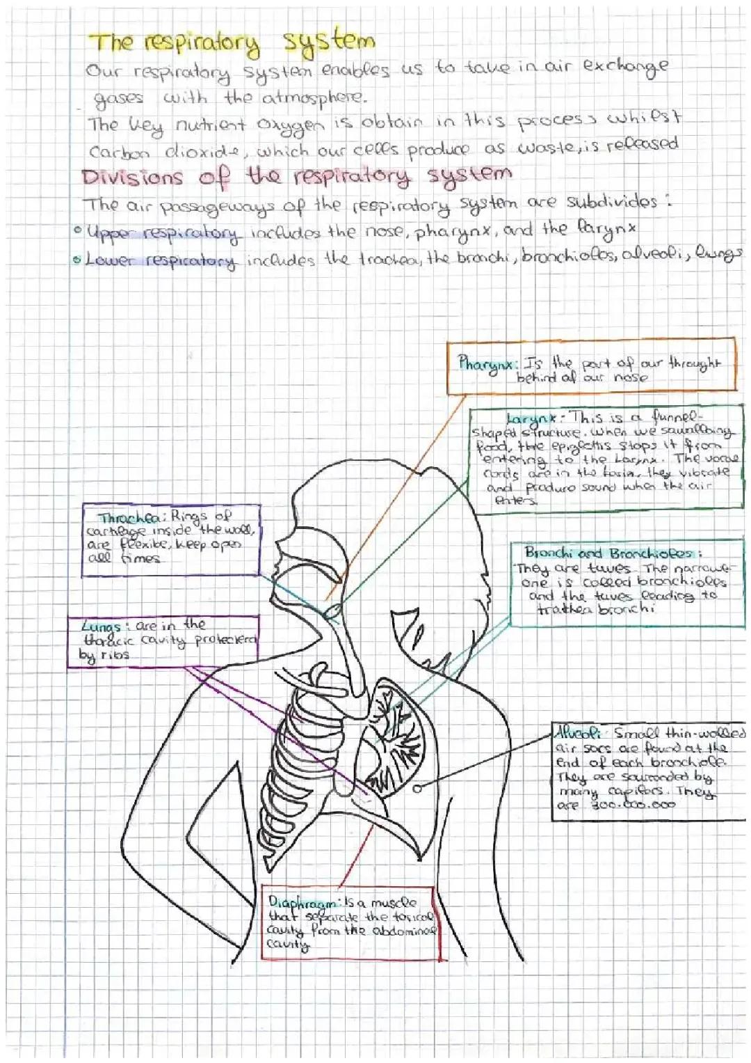 sistema respiratorio y digestivo. our food and circulation a d excretion