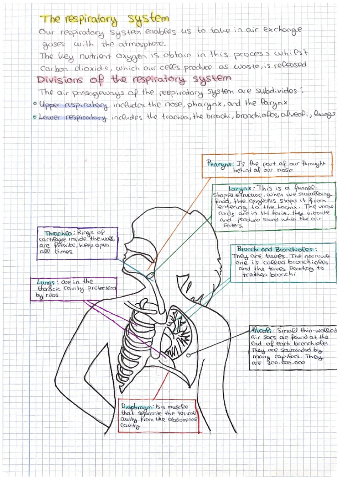 The respiratory system
Our respiratory system enables us to take in air exchange
gases with the atmosphere.
The key nutrient Oxygen is obtai