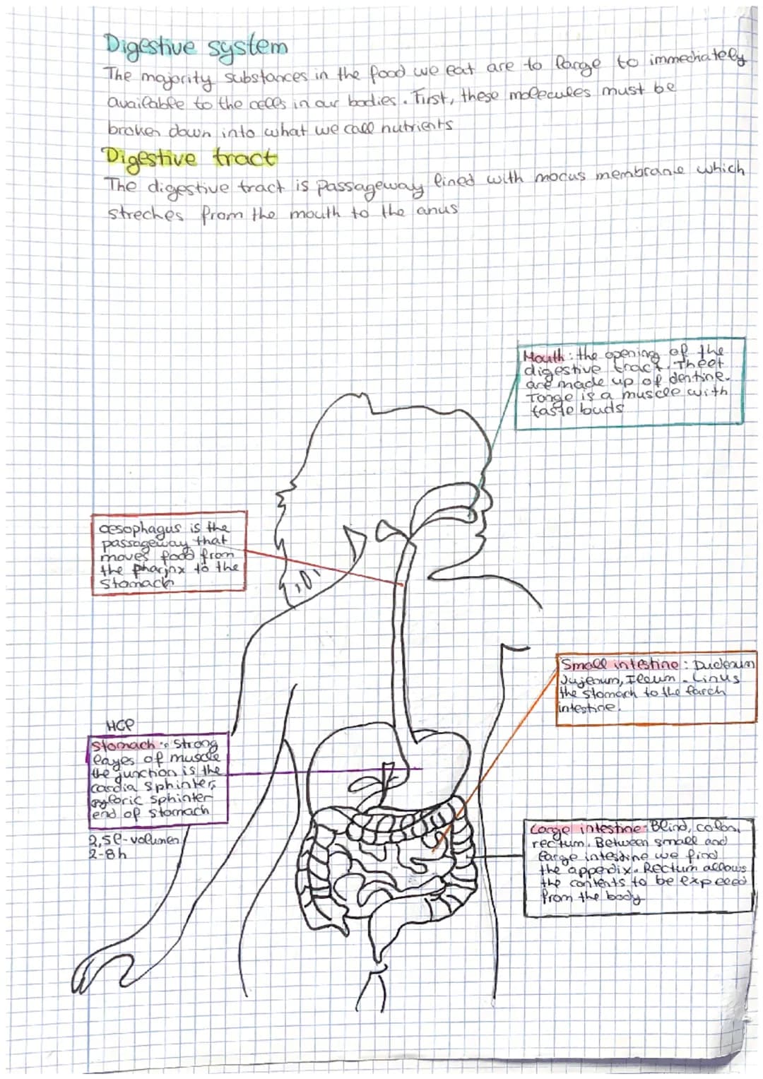 The respiratory system
Our respiratory system enables us to take in air exchange
gases with the atmosphere.
The key nutrient Oxygen is obtai