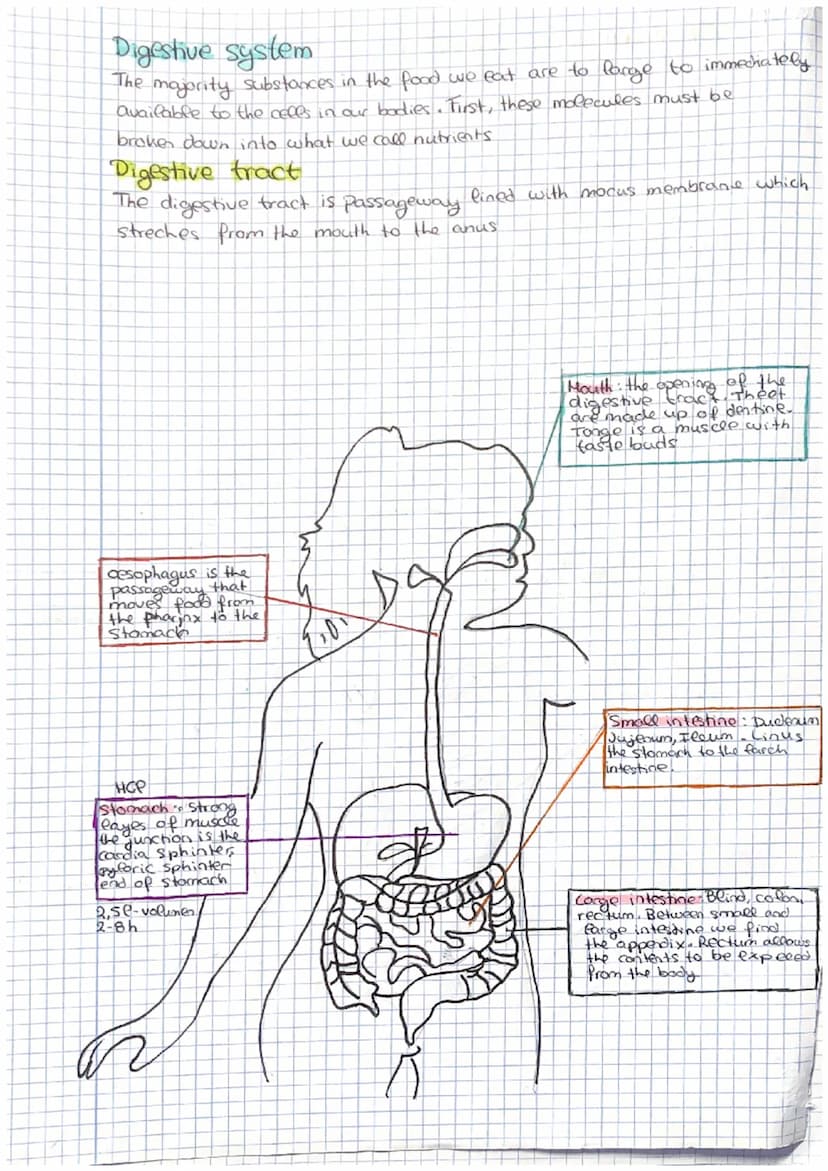 The respiratory system
Our respiratory system enables us to take in air exchange
gases with the atmosphere.
The key nutrient Oxygen is obtai