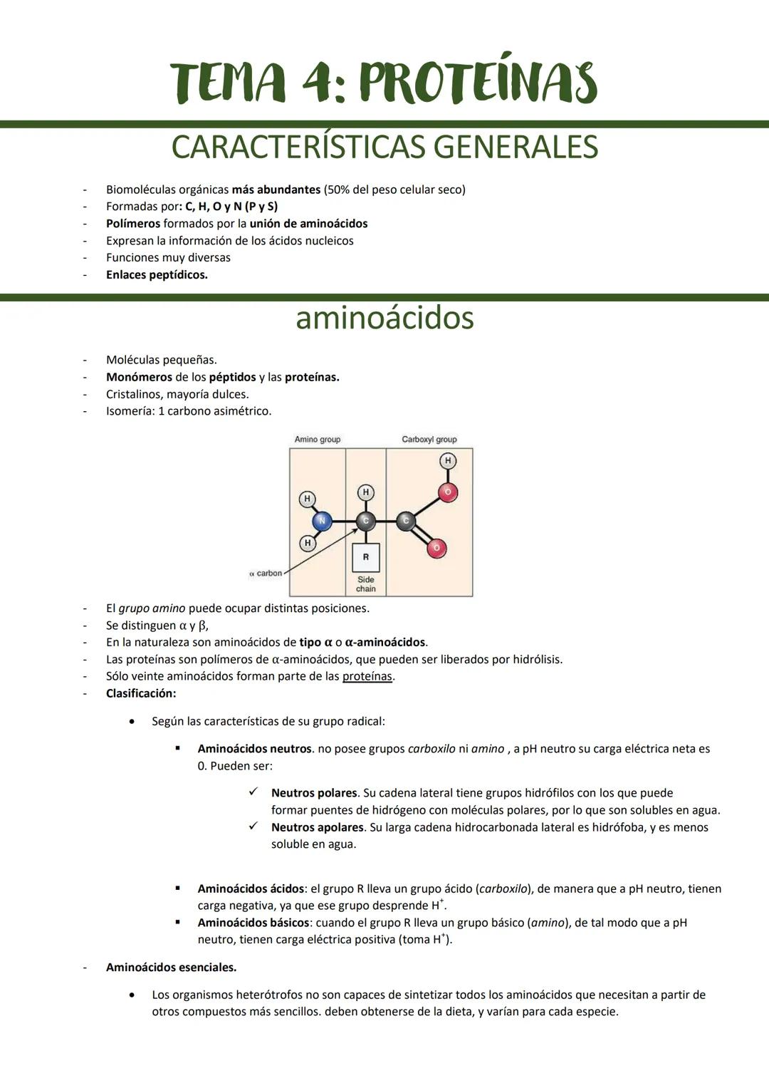 TEMA 4: PROTEÍNAS
CARACTERÍSTICAS GENERALES
Biomoléculas orgánicas más abundantes (50% del peso celular seco)
Formadas por: C, H, O y N (P y