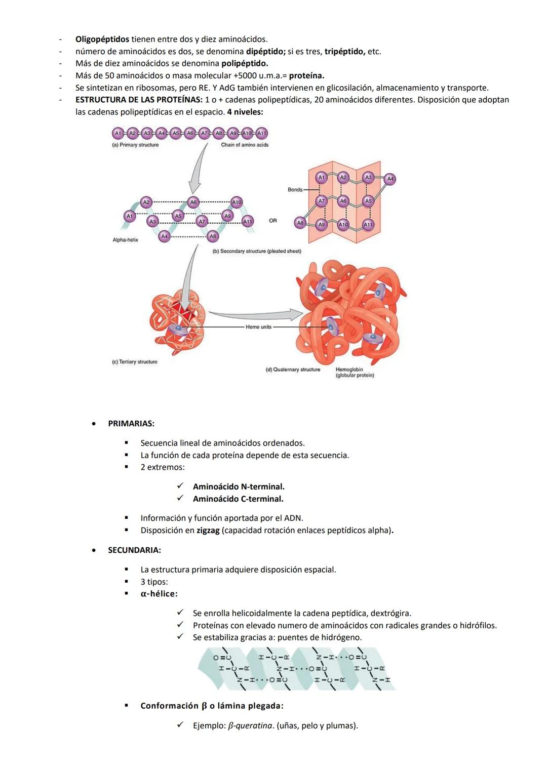 TEMA 4: PROTEÍNAS
CARACTERÍSTICAS GENERALES
Biomoléculas orgánicas más abundantes (50% del peso celular seco)
Formadas por: C, H, O y N (P y
