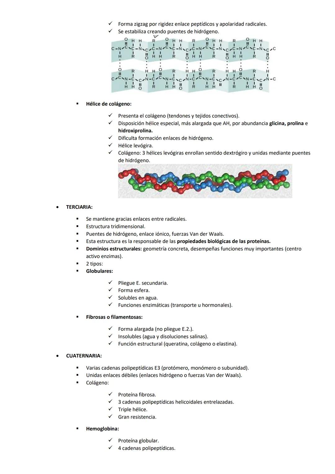 TEMA 4: PROTEÍNAS
CARACTERÍSTICAS GENERALES
Biomoléculas orgánicas más abundantes (50% del peso celular seco)
Formadas por: C, H, O y N (P y