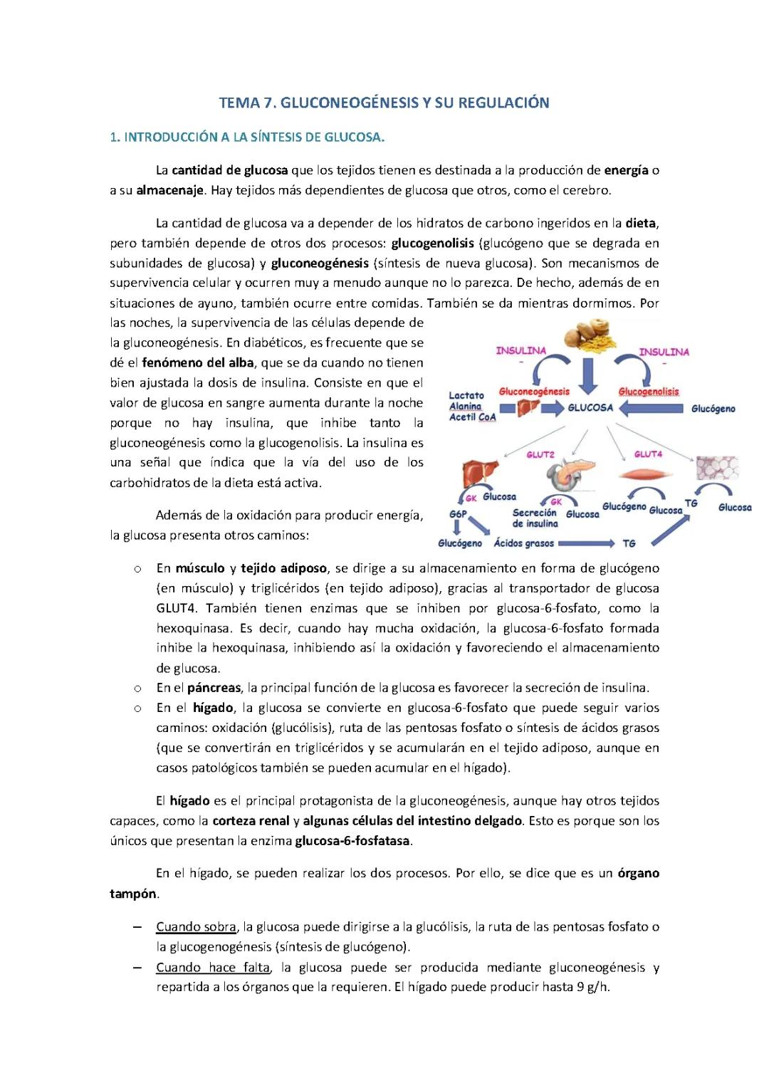 Qué es la Gluconeogénesis: Un Proceso Bioquímico Esencial