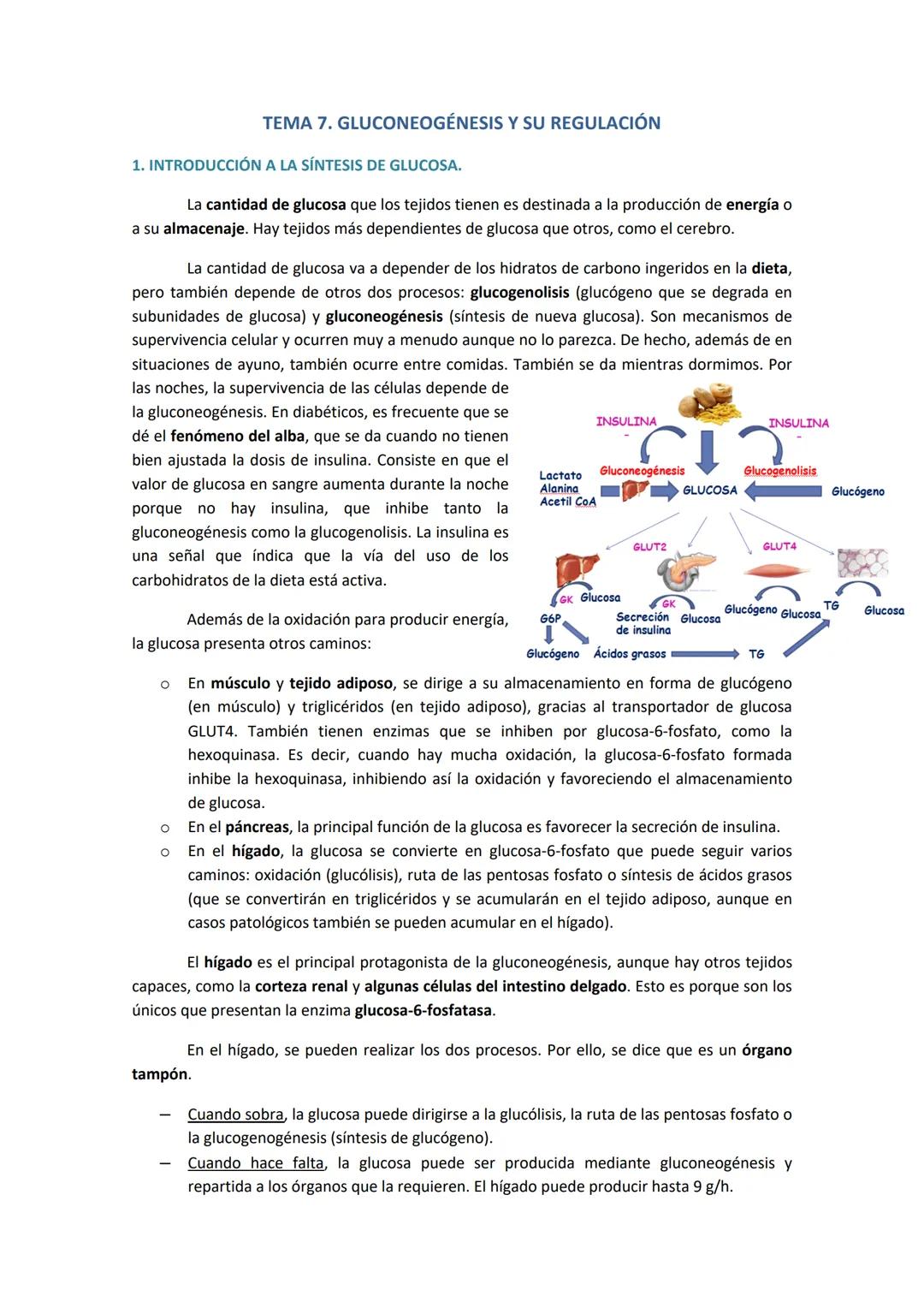 TEMA 7. GLUCONEOGÉNESIS Y SU REGULACIÓN
1. INTRODUCCIÓN A LA SÍNTESIS DE GLUCOSA.
La cantidad de glucosa que los tejidos tienen es destinada