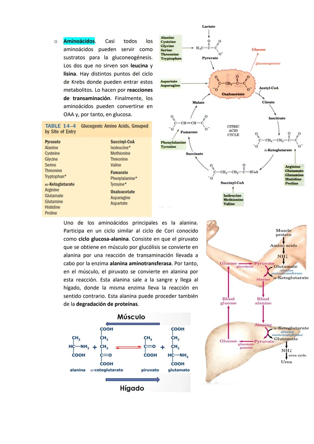TEMA 7. GLUCONEOGÉNESIS Y SU REGULACIÓN
1. INTRODUCCIÓN A LA SÍNTESIS DE GLUCOSA.
La cantidad de glucosa que los tejidos tienen es destinada
