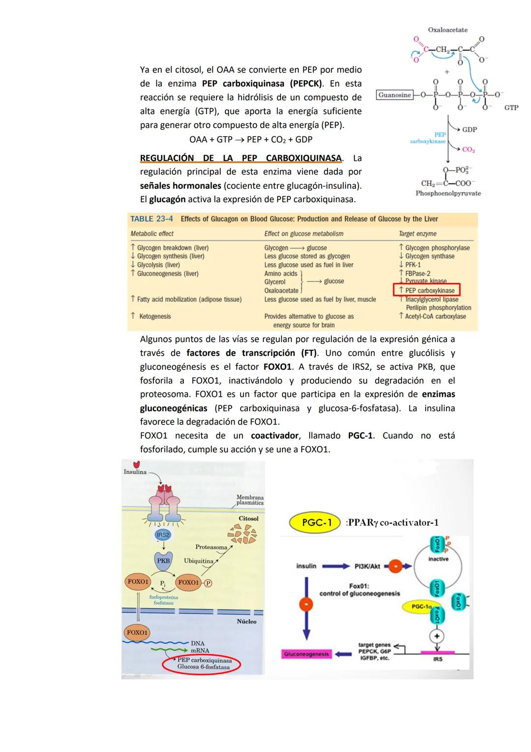 TEMA 7. GLUCONEOGÉNESIS Y SU REGULACIÓN
1. INTRODUCCIÓN A LA SÍNTESIS DE GLUCOSA.
La cantidad de glucosa que los tejidos tienen es destinada