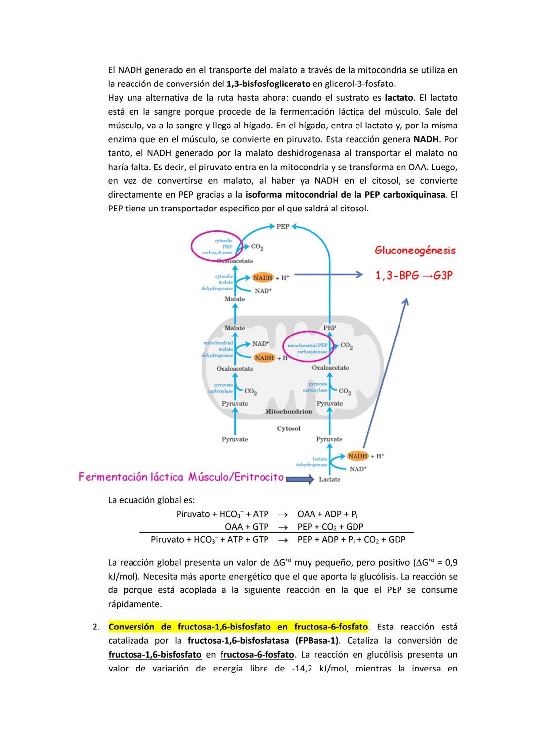 TEMA 7. GLUCONEOGÉNESIS Y SU REGULACIÓN
1. INTRODUCCIÓN A LA SÍNTESIS DE GLUCOSA.
La cantidad de glucosa que los tejidos tienen es destinada