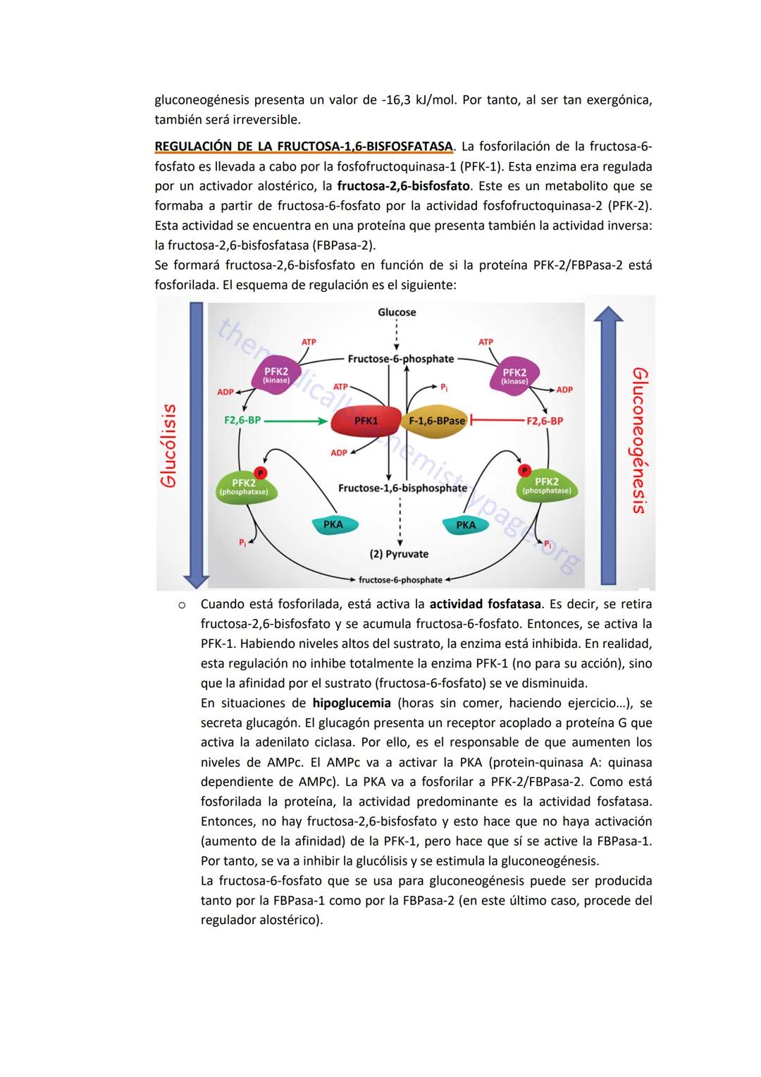 TEMA 7. GLUCONEOGÉNESIS Y SU REGULACIÓN
1. INTRODUCCIÓN A LA SÍNTESIS DE GLUCOSA.
La cantidad de glucosa que los tejidos tienen es destinada