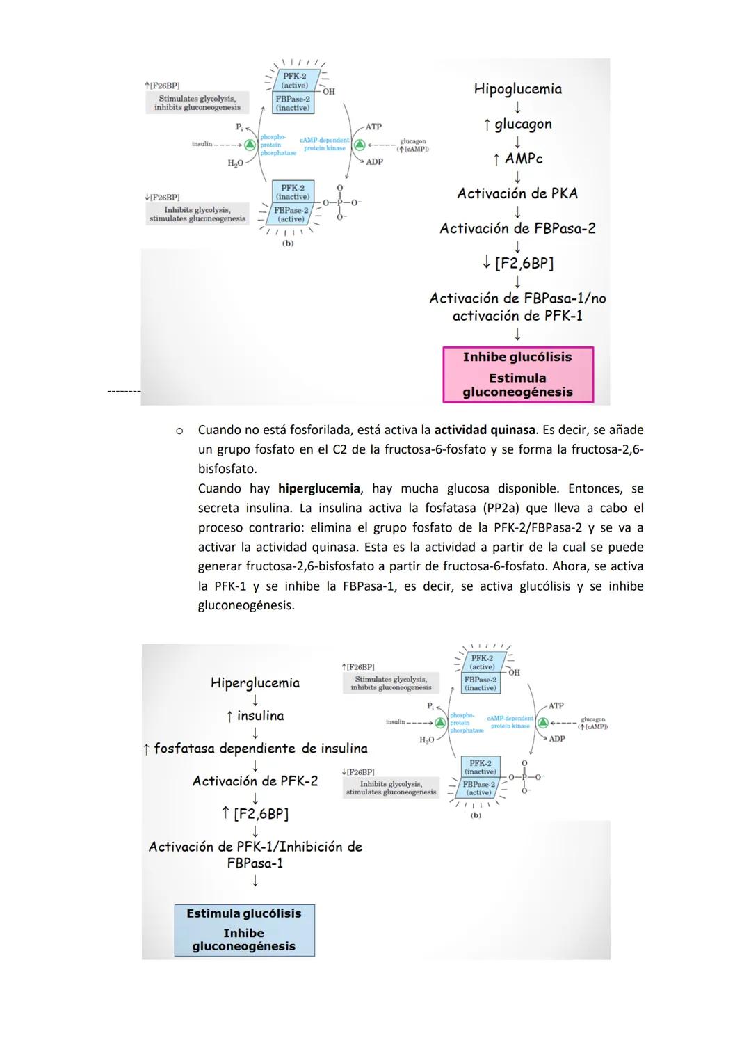 TEMA 7. GLUCONEOGÉNESIS Y SU REGULACIÓN
1. INTRODUCCIÓN A LA SÍNTESIS DE GLUCOSA.
La cantidad de glucosa que los tejidos tienen es destinada