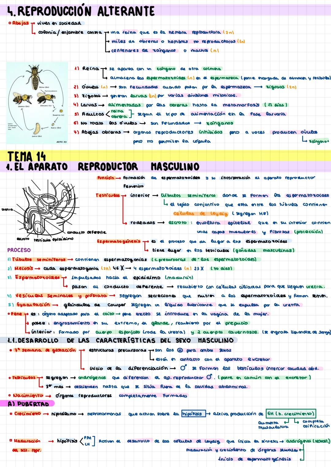  4. REPRODUCCIÓN ALTERANTE

• Abejas
viven en sociedad

colonia/enjambre consta
una reina que es la nembra reproductora lan
miles da obreras