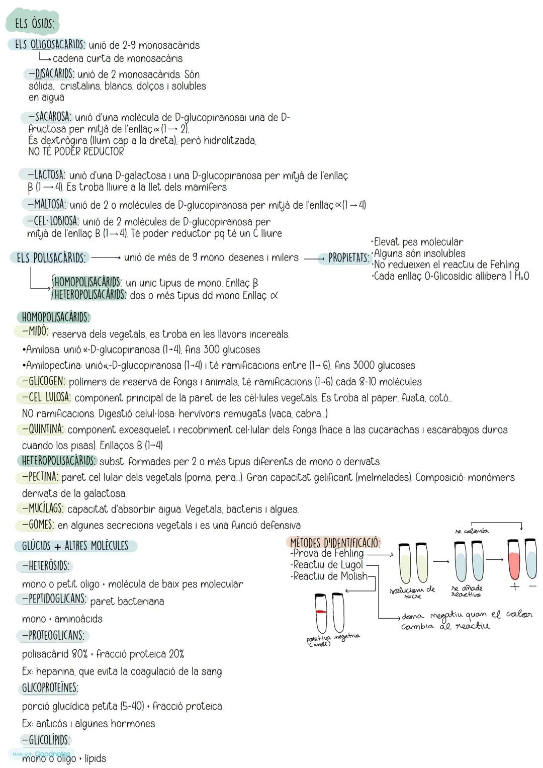 ELS OSIDS:

ELS OLIGOSACARIDS: unió de 2-9 monosacàrids
$
rightarrow$cadena curta de monosacaris

-DISACARIDS: unió de 2 monosacàrids. Són
s