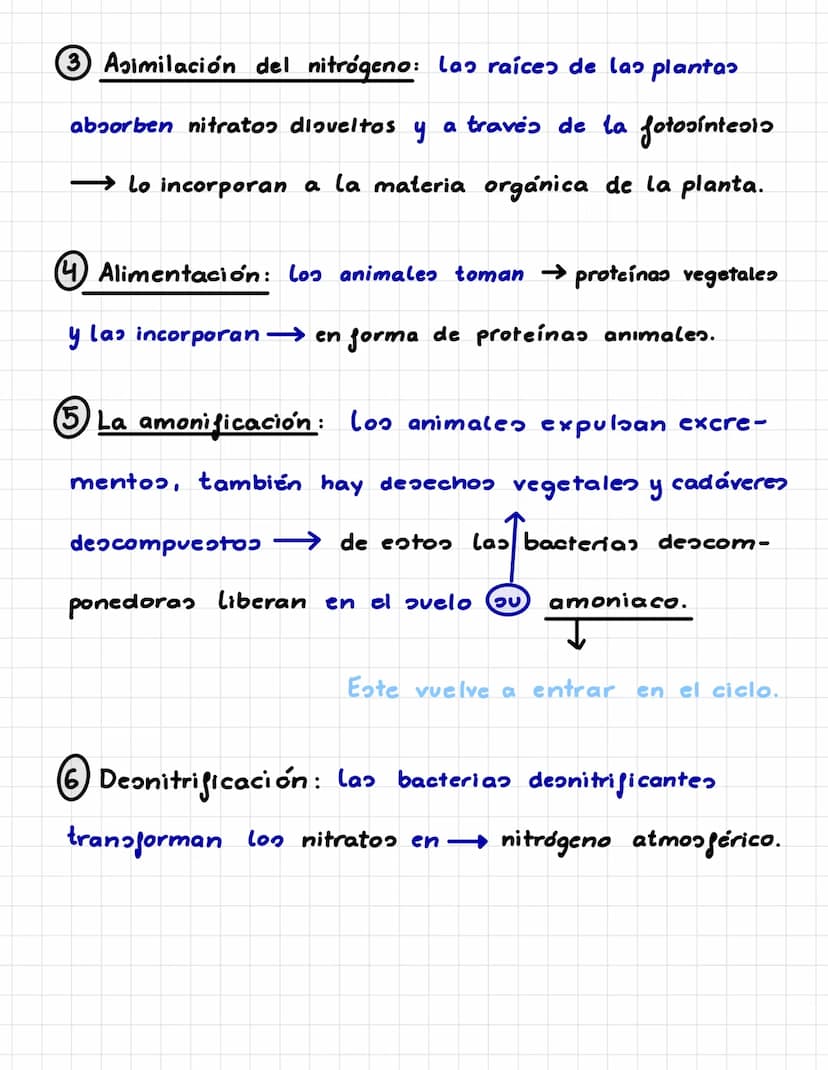 P. 5. CICLOS BIOGEOQUÍMICOS.
Es el recorrido que sigue un elemento químico en la naturaleza.
Los seres vivos incorporan los elementos químic
