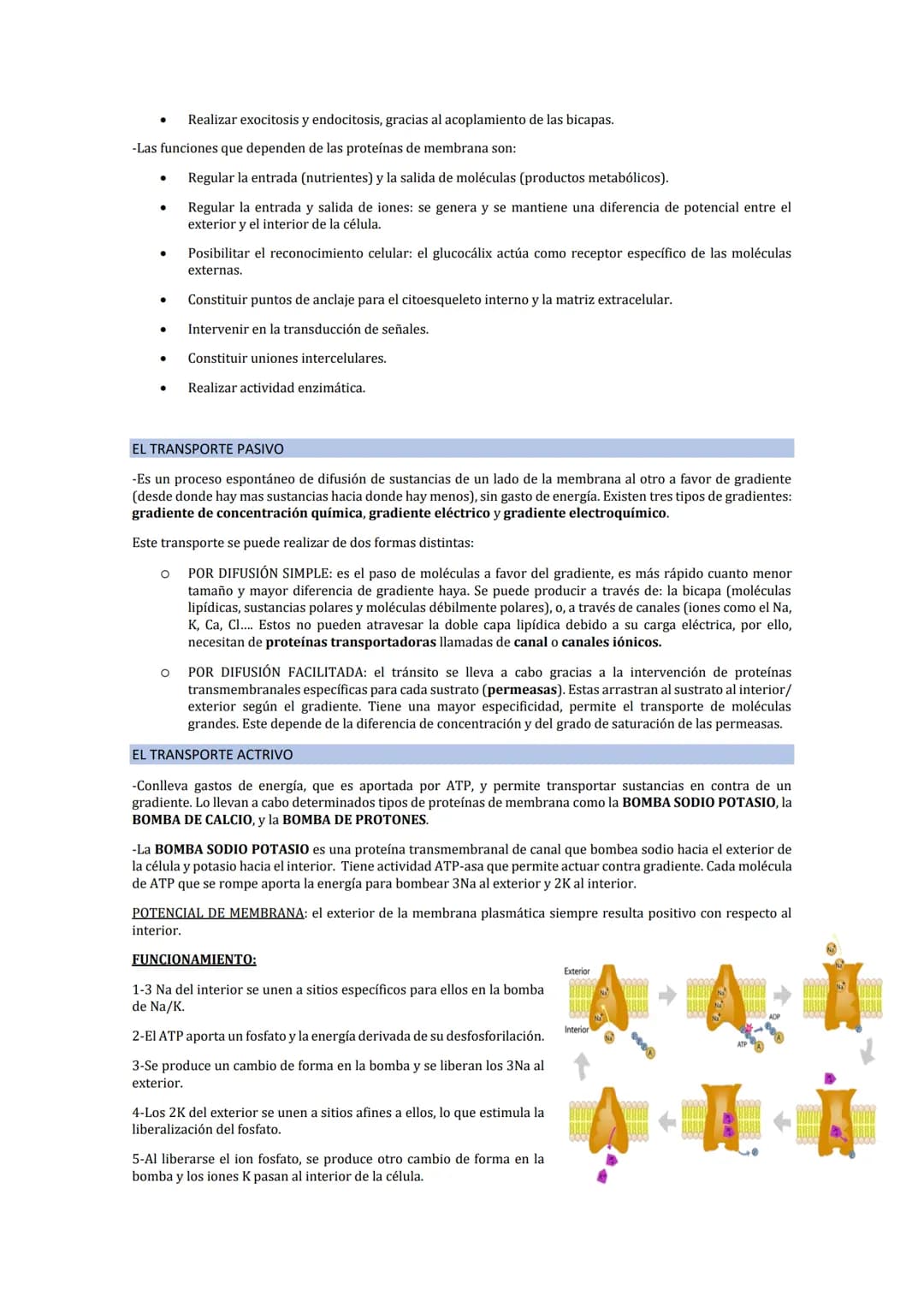 LA MEMBRANA PLASMÁTICA
-La membrana plasmática es una fina película (75) que delimita la célula y la separa del medio externo. Es
fácilmente