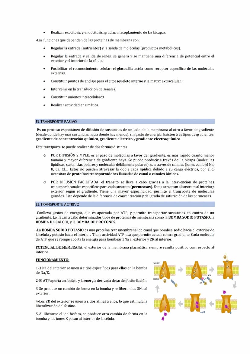 LA MEMBRANA PLASMÁTICA
-La membrana plasmática es una fina película (75) que delimita la célula y la separa del medio externo. Es
fácilmente