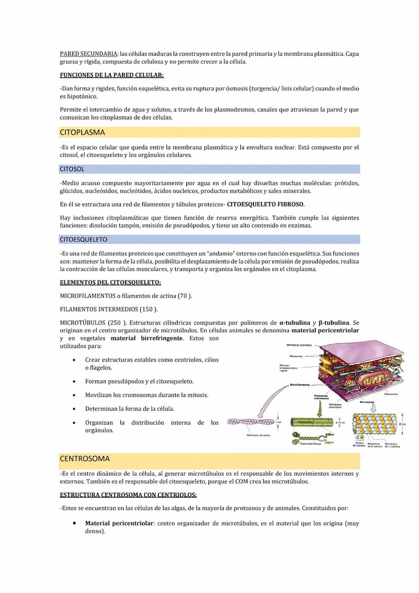 LA MEMBRANA PLASMÁTICA
-La membrana plasmática es una fina película (75) que delimita la célula y la separa del medio externo. Es
fácilmente