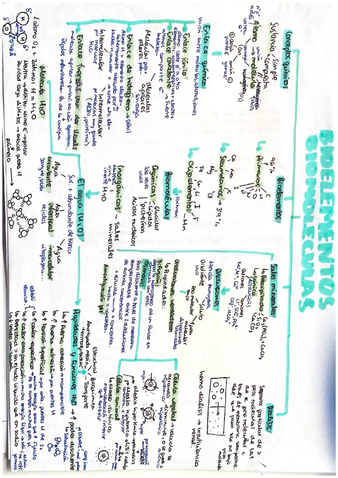 BIOELEMENTOS
BIONDLECULAS
Conceptos químicos
Sustancia Simple
Compuesta
union
heterogenea
"P" Atamo molécula thos
nudes i
corteza
Con cory/h