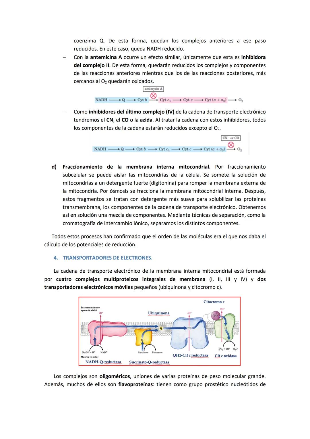 TEMA 6. CADENA DE TRANSPORTE ELECTRÓNICO Y FOSFORILACIÓN
OXIDATIVA.
1. INTRODUCCIÓN.
Tras la glucólisis, el piruvato entra a la mitocondria 