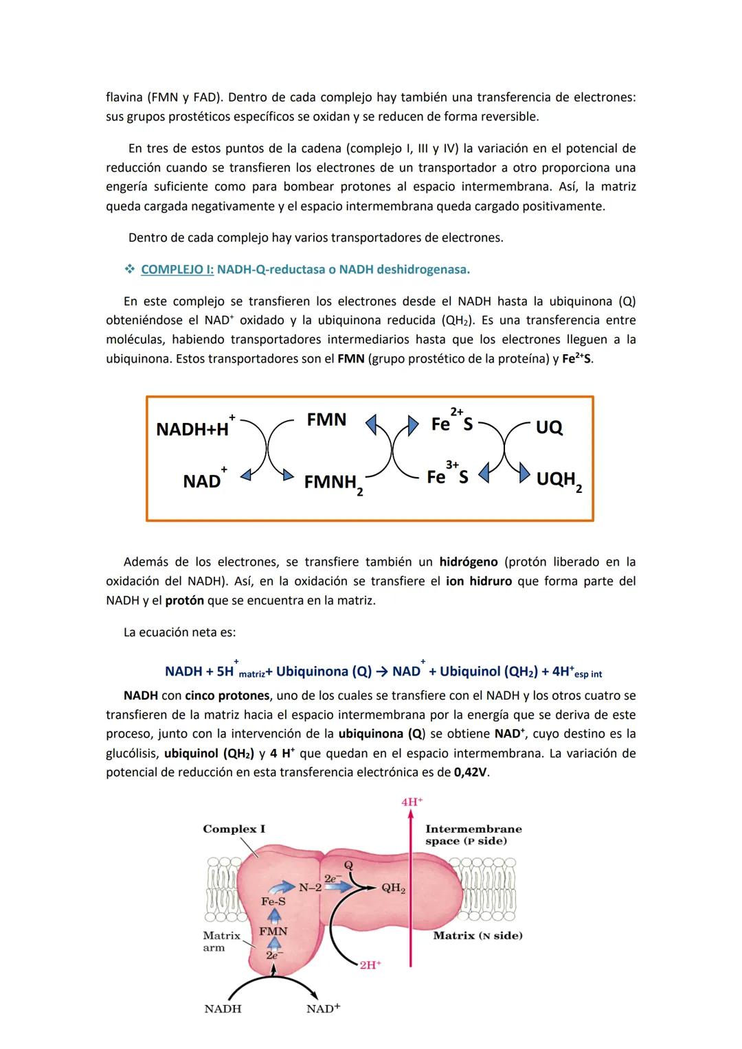 TEMA 6. CADENA DE TRANSPORTE ELECTRÓNICO Y FOSFORILACIÓN
OXIDATIVA.
1. INTRODUCCIÓN.
Tras la glucólisis, el piruvato entra a la mitocondria 