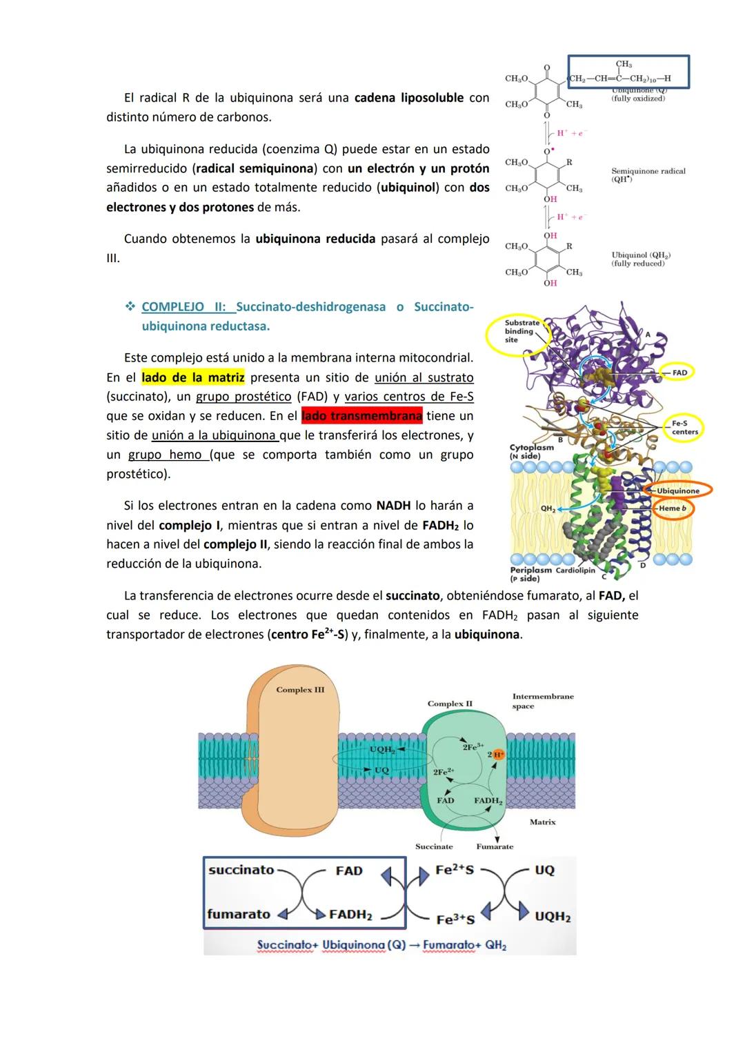 TEMA 6. CADENA DE TRANSPORTE ELECTRÓNICO Y FOSFORILACIÓN
OXIDATIVA.
1. INTRODUCCIÓN.
Tras la glucólisis, el piruvato entra a la mitocondria 