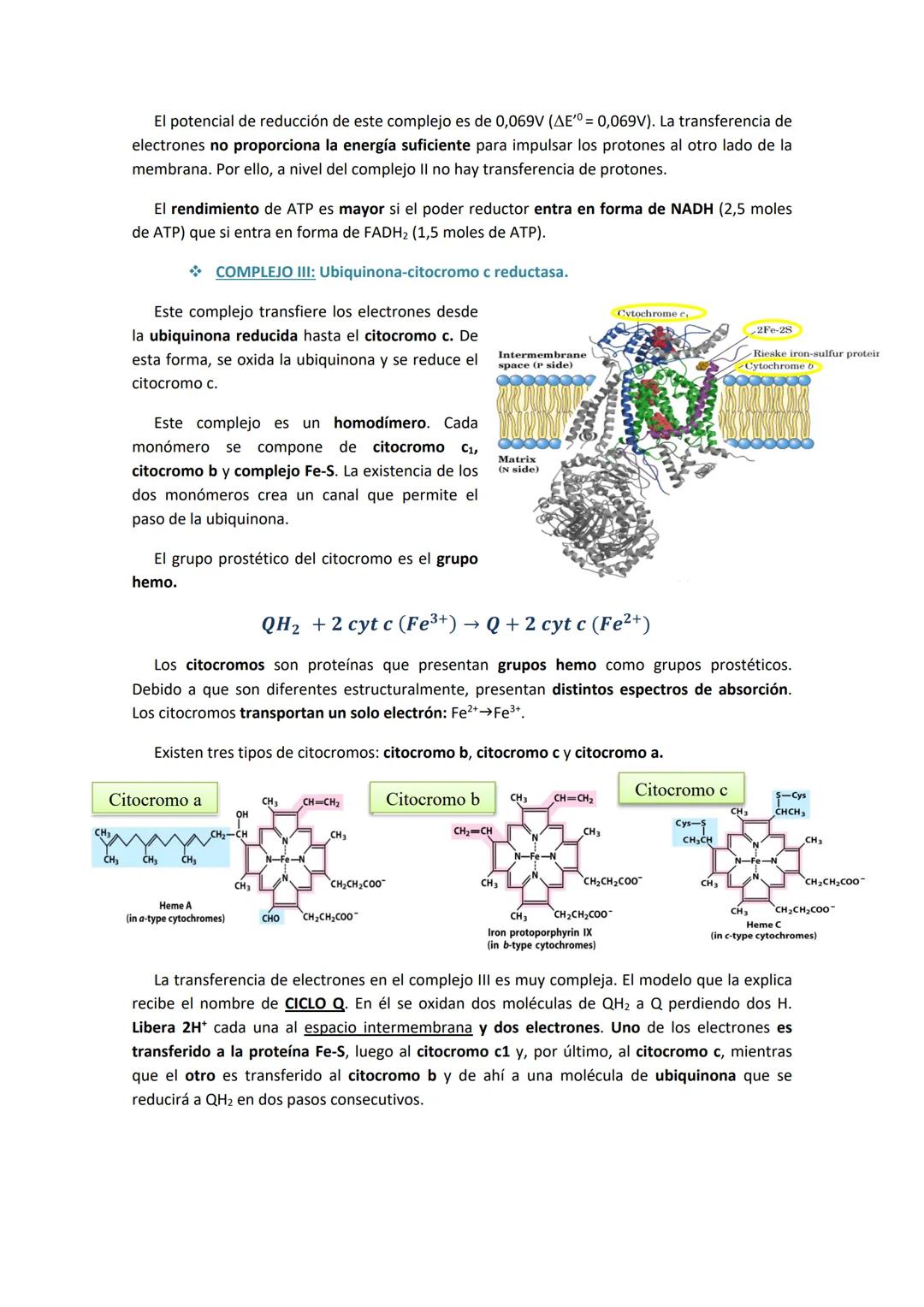 TEMA 6. CADENA DE TRANSPORTE ELECTRÓNICO Y FOSFORILACIÓN
OXIDATIVA.
1. INTRODUCCIÓN.
Tras la glucólisis, el piruvato entra a la mitocondria 