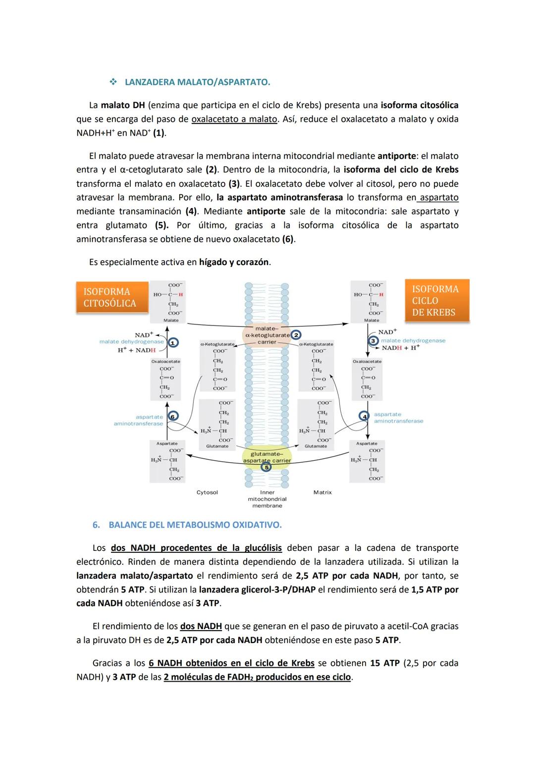 TEMA 6. CADENA DE TRANSPORTE ELECTRÓNICO Y FOSFORILACIÓN
OXIDATIVA.
1. INTRODUCCIÓN.
Tras la glucólisis, el piruvato entra a la mitocondria 