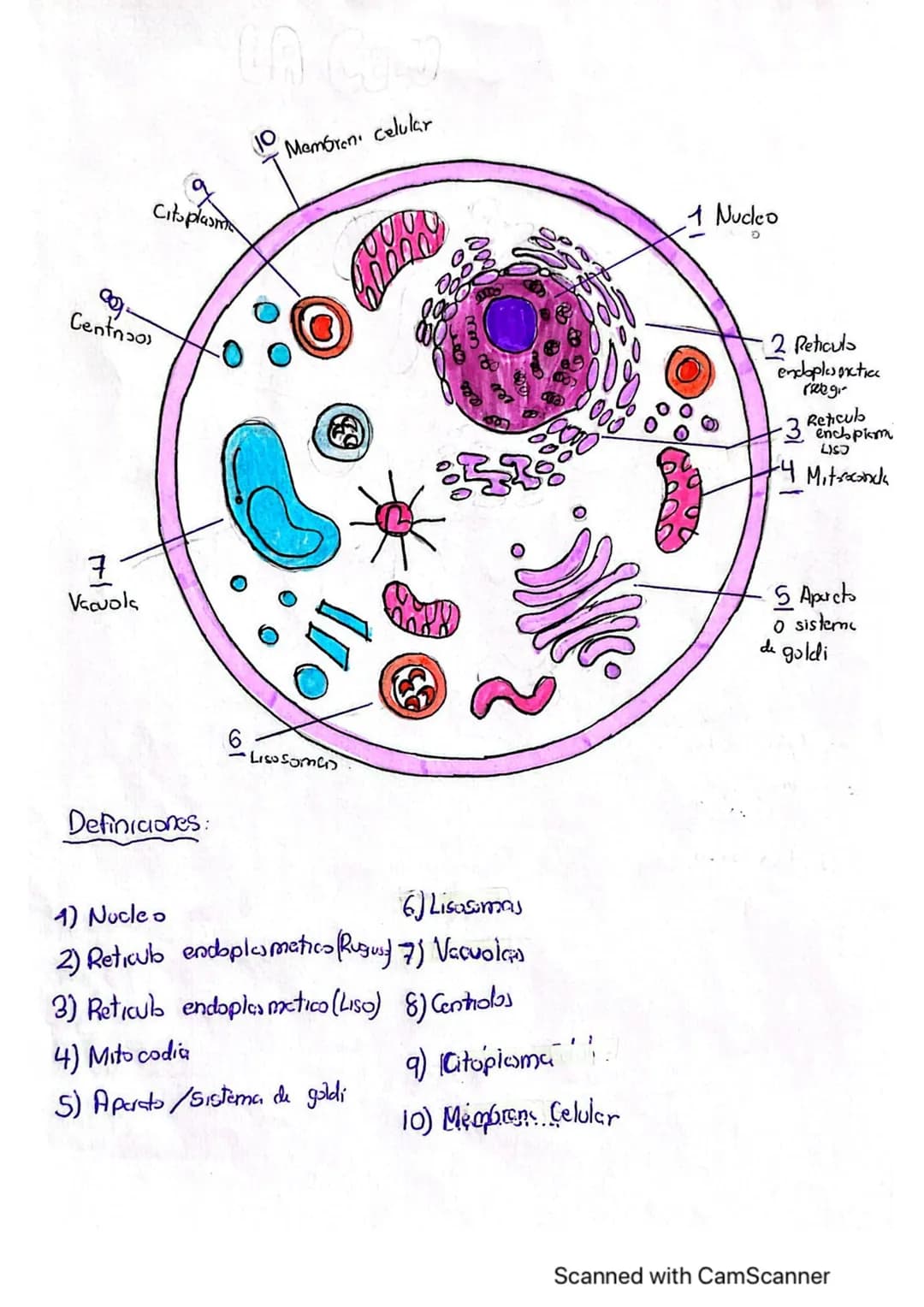 0.
Centnos
7
Vacuola
Citoplasna
LA COM
Membran celular
Definiciones
€
Liso Soma
M
1) Nucleo
6) Lisusumas
2) Reticub endoplasmatico (Rugus) 7
