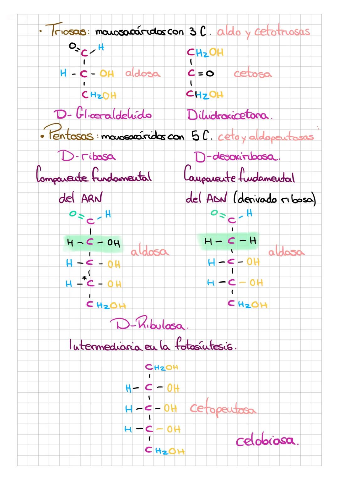 G
O
S
Biomoléculas orgánicas
por C, H, Ny a
veces N, Py S. Químicamente polialcoholes unidos a
un grupo carbouilo, que puede ser una cetona.