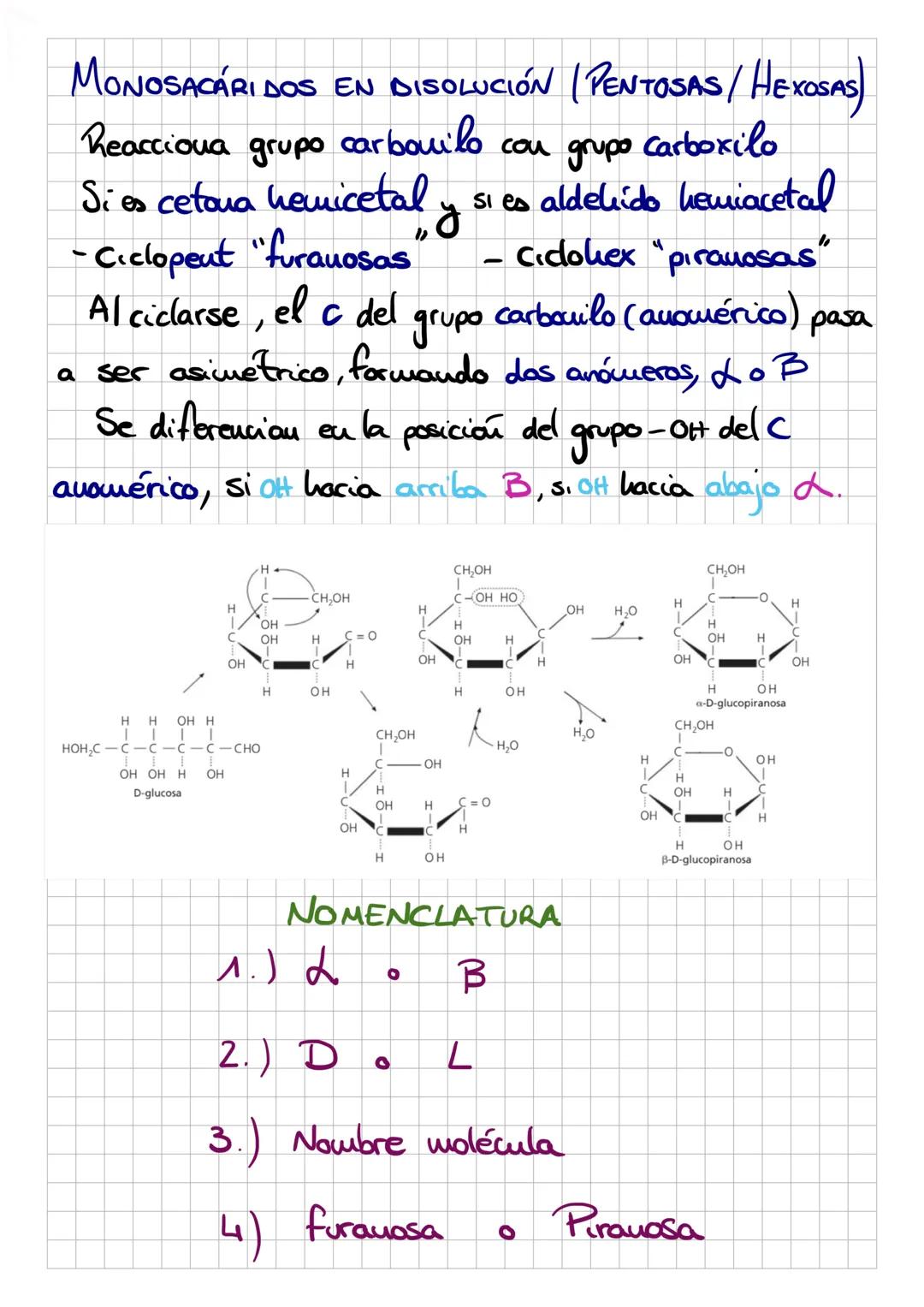 G
O
S
Biomoléculas orgánicas
por C, H, Ny a
veces N, Py S. Químicamente polialcoholes unidos a
un grupo carbouilo, que puede ser una cetona.