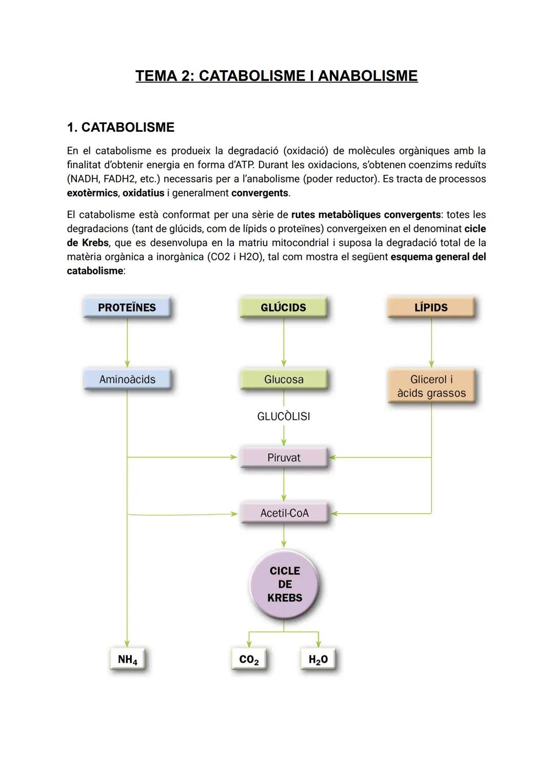 Catabolisme i anabolisme