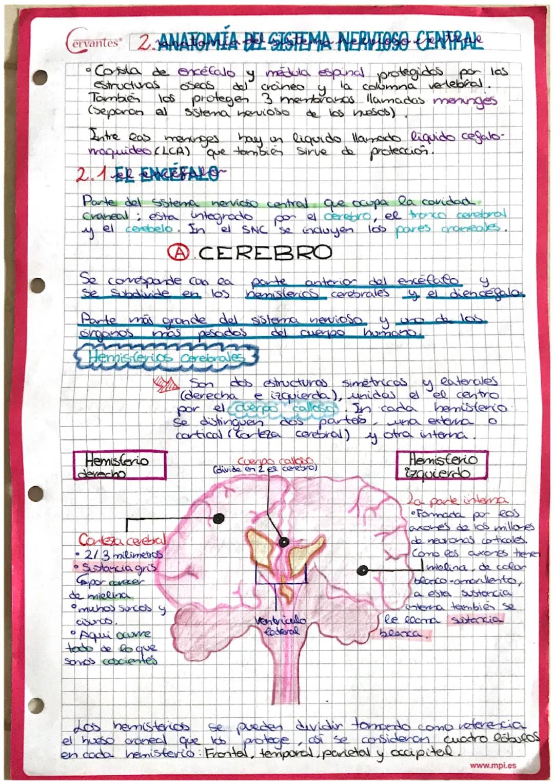 Cervantes 2.ANATOMÍA DEL SISTEMA NERVIOSO CENTRAL
·Costa de encefalo y médula espind protegidos por las
estructuras oseas del craneo y
la co