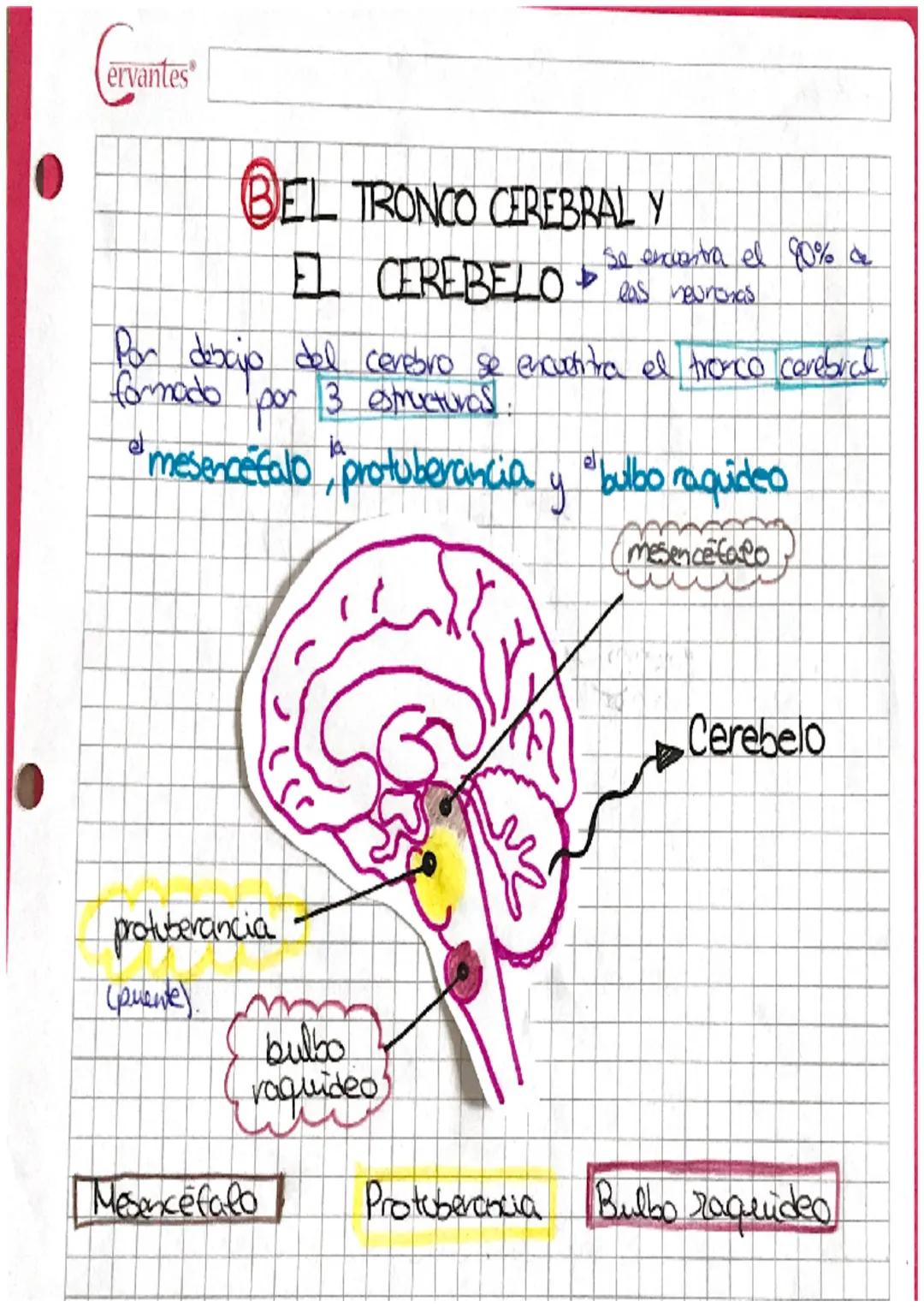 Cervantes 2.ANATOMÍA DEL SISTEMA NERVIOSO CENTRAL
·Costa de encefalo y médula espind protegidos por las
estructuras oseas del craneo y
la co