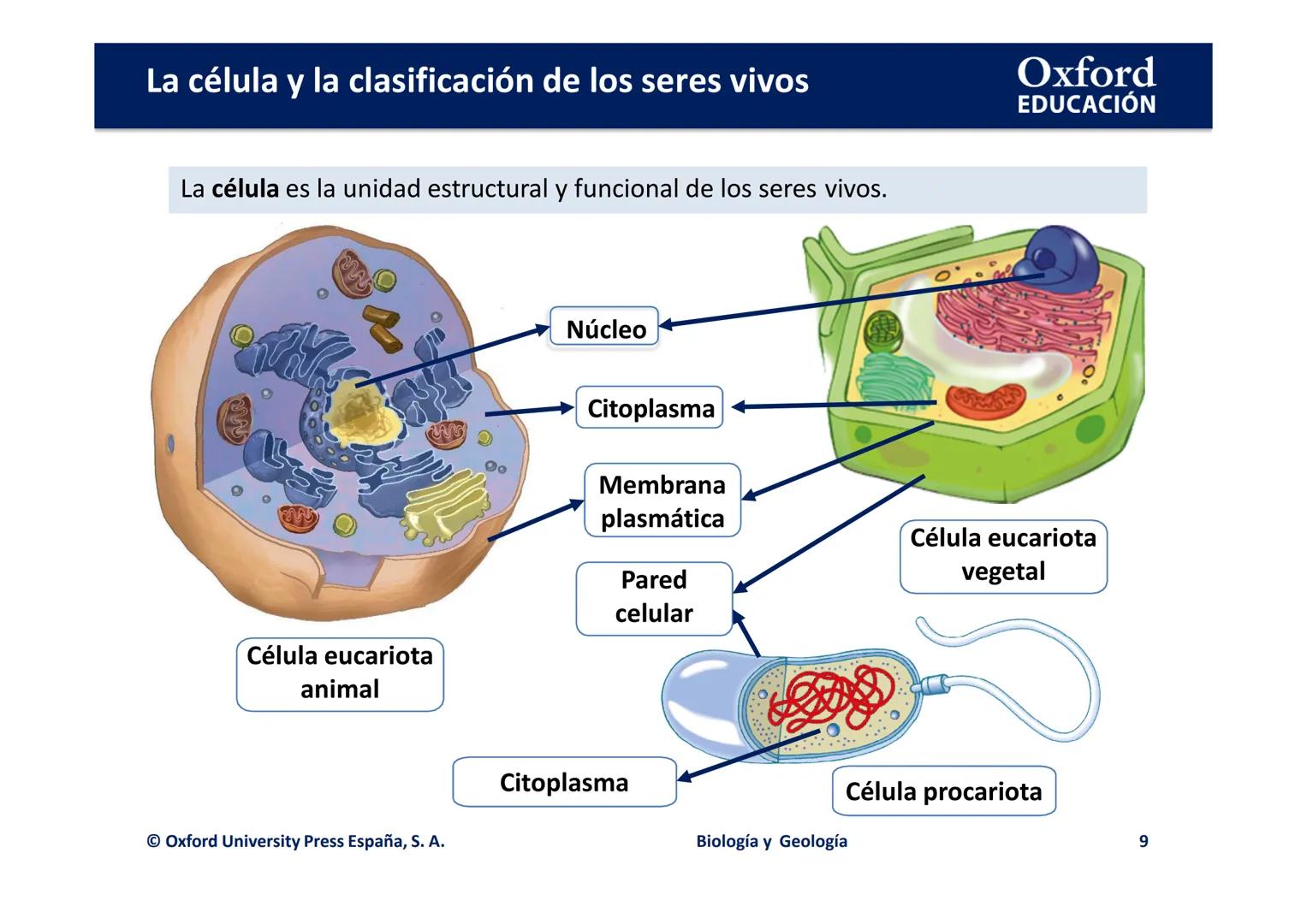 Oxford
EDUCACIÓN

# LA CÉLULA Y LA

# CLASIFICACIÓN DE LOS

# SERES VIVOS

Biología y Geología

IDOMI
DOMI MINA La célula y la clasificación