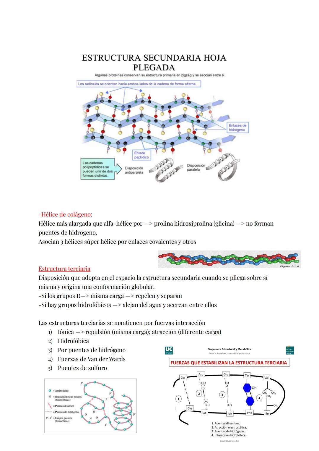 PROTEÍNAS:
Formadas por C, O, H y N y una mejor cantidad S y P (a veces I, Ca, Fe, Mg, Co)
Del peso seco del hombre representa el 50%
Políme