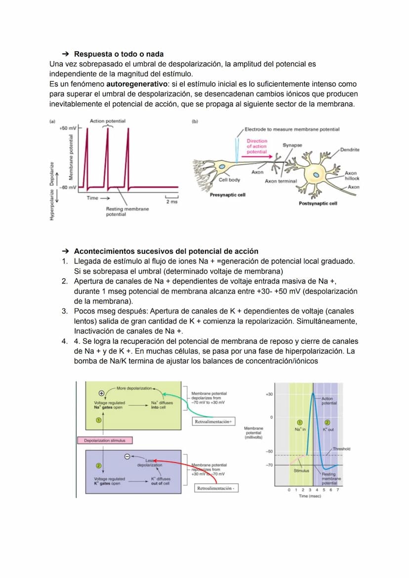 TEMA 4: POTENCIAL DE ACCIÓN
→ Excitabilidad celular
Capacidad de la célula de responder a estímulos a través de modificaciones de su potenci