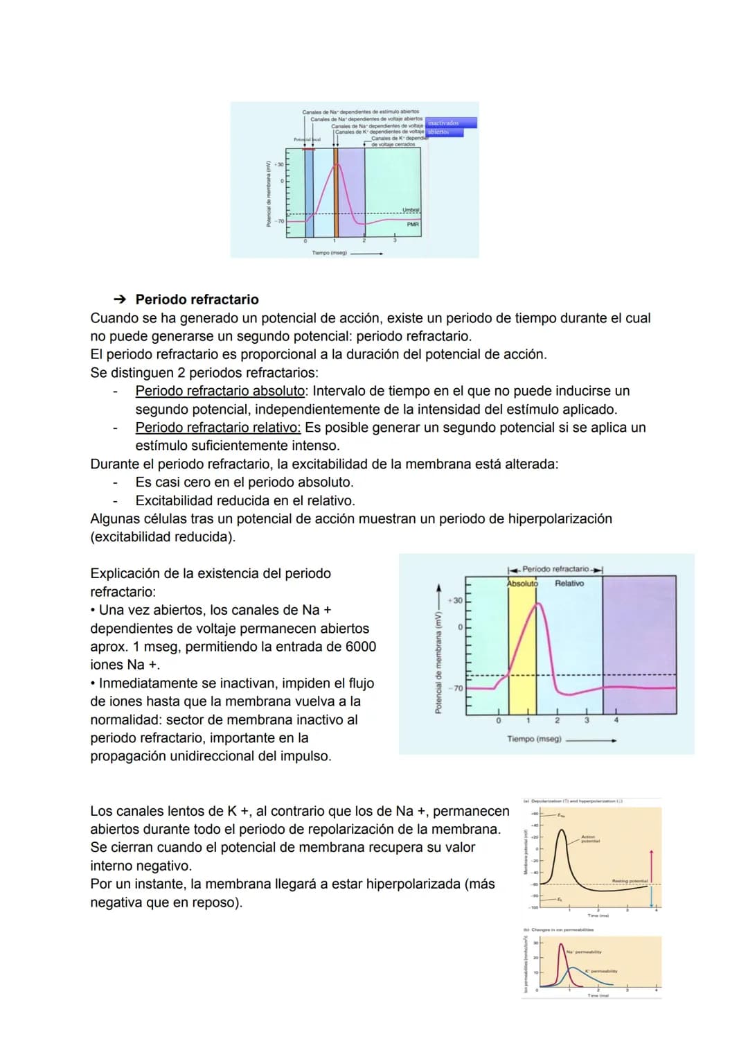TEMA 4: POTENCIAL DE ACCIÓN
→ Excitabilidad celular
Capacidad de la célula de responder a estímulos a través de modificaciones de su potenci