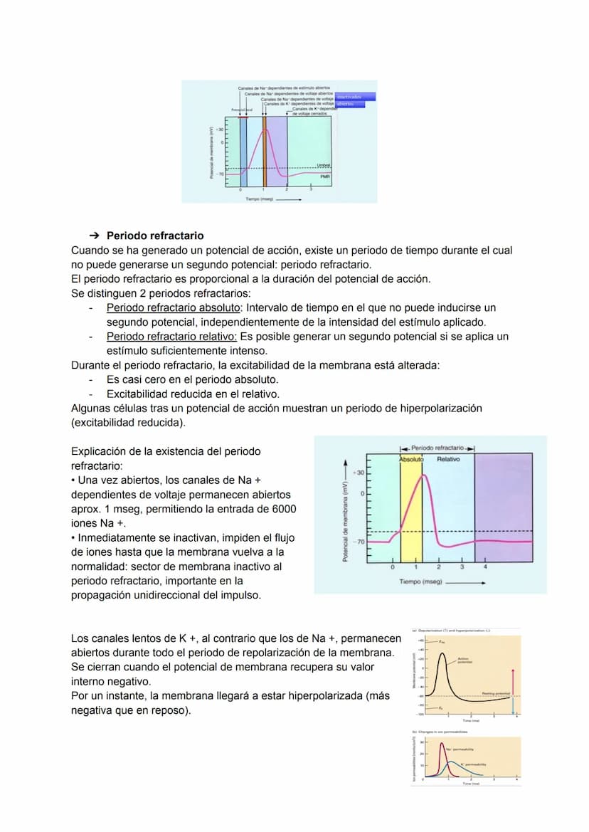 TEMA 4: POTENCIAL DE ACCIÓN
→ Excitabilidad celular
Capacidad de la célula de responder a estímulos a través de modificaciones de su potenci
