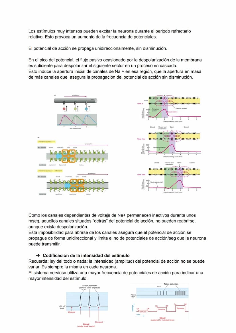TEMA 4: POTENCIAL DE ACCIÓN
→ Excitabilidad celular
Capacidad de la célula de responder a estímulos a través de modificaciones de su potenci