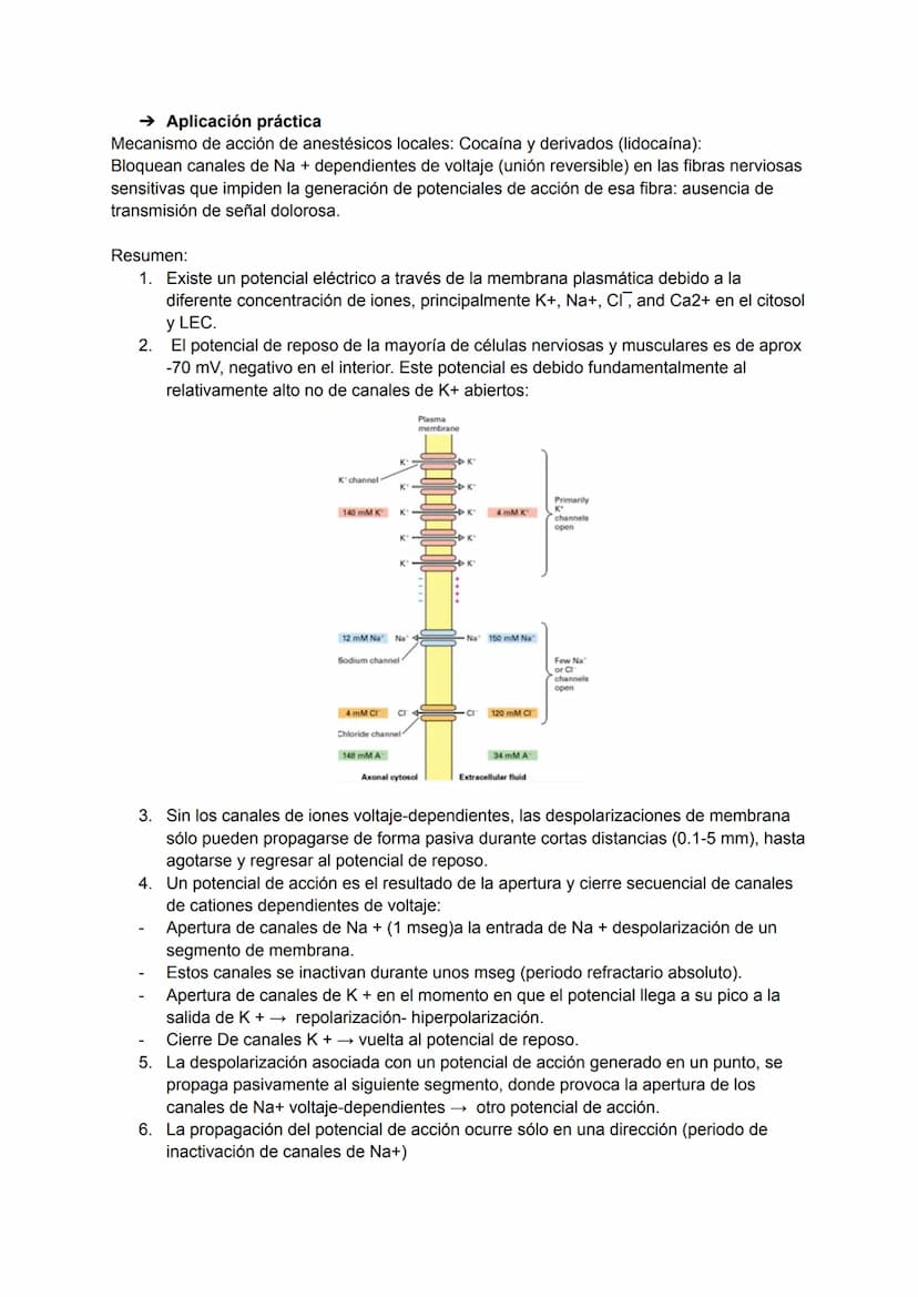 TEMA 4: POTENCIAL DE ACCIÓN
→ Excitabilidad celular
Capacidad de la célula de responder a estímulos a través de modificaciones de su potenci