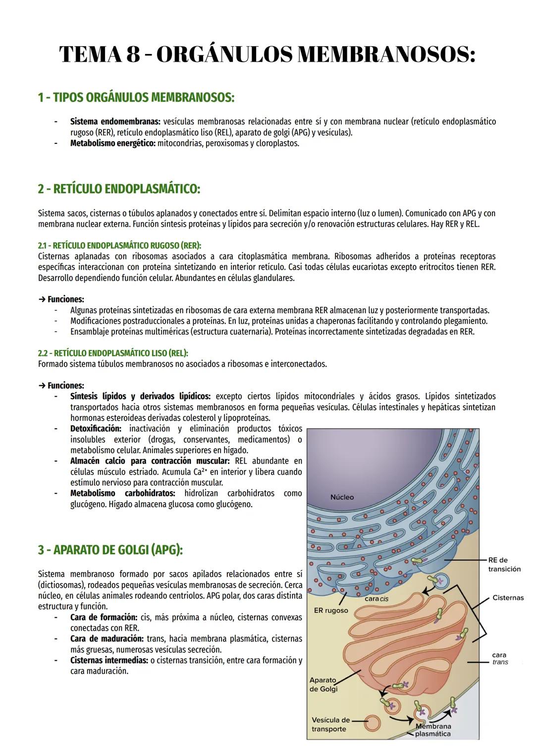 TEMA 8 - ORGÁNULOS MEMBRANOSOS:
1- TIPOS ORGÁNULOS MEMBRANOSOS:
Sistema endomembranas: vesículas membranosas relacionadas entre sí y con mem